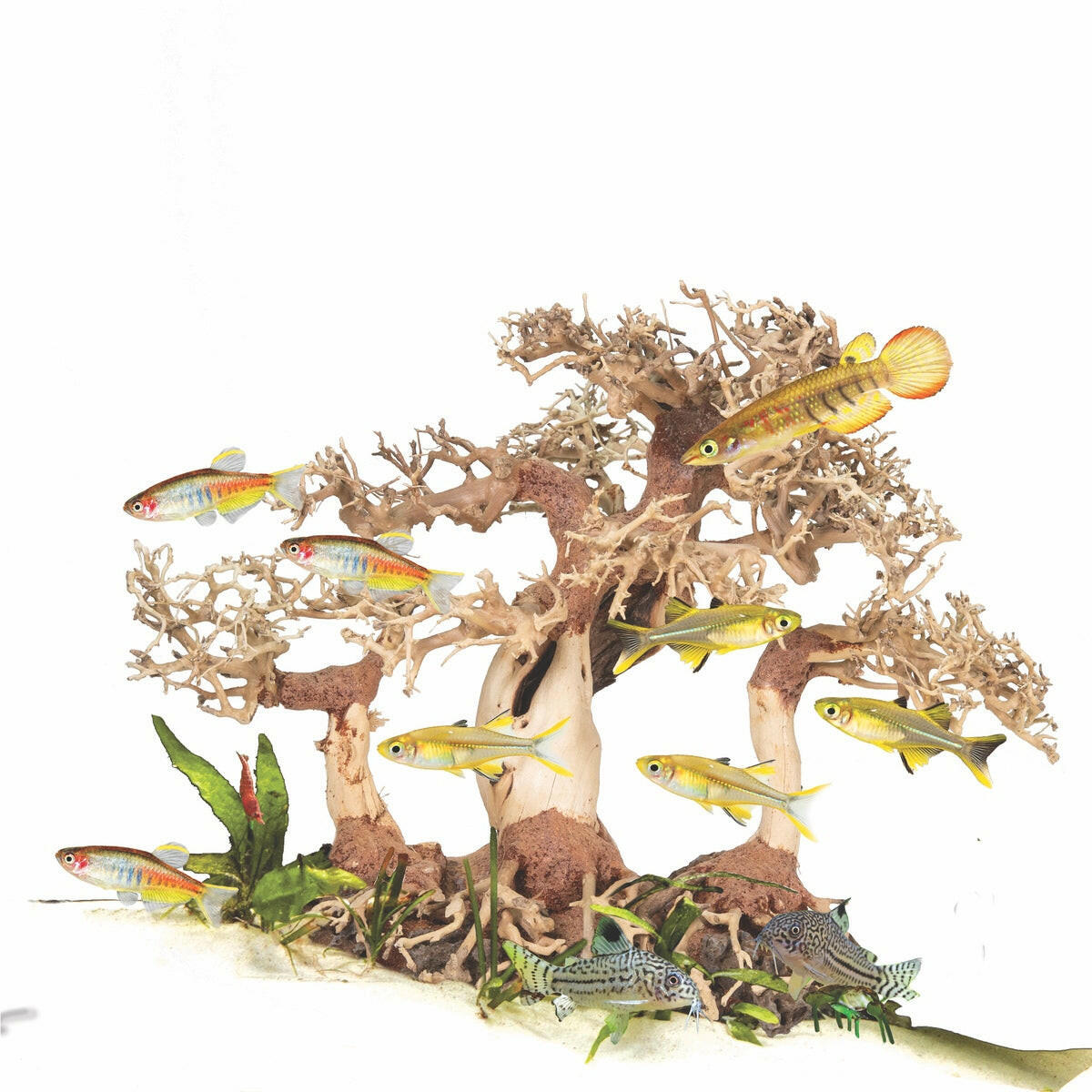 Zoo Med Dragon Bonsai Tree.