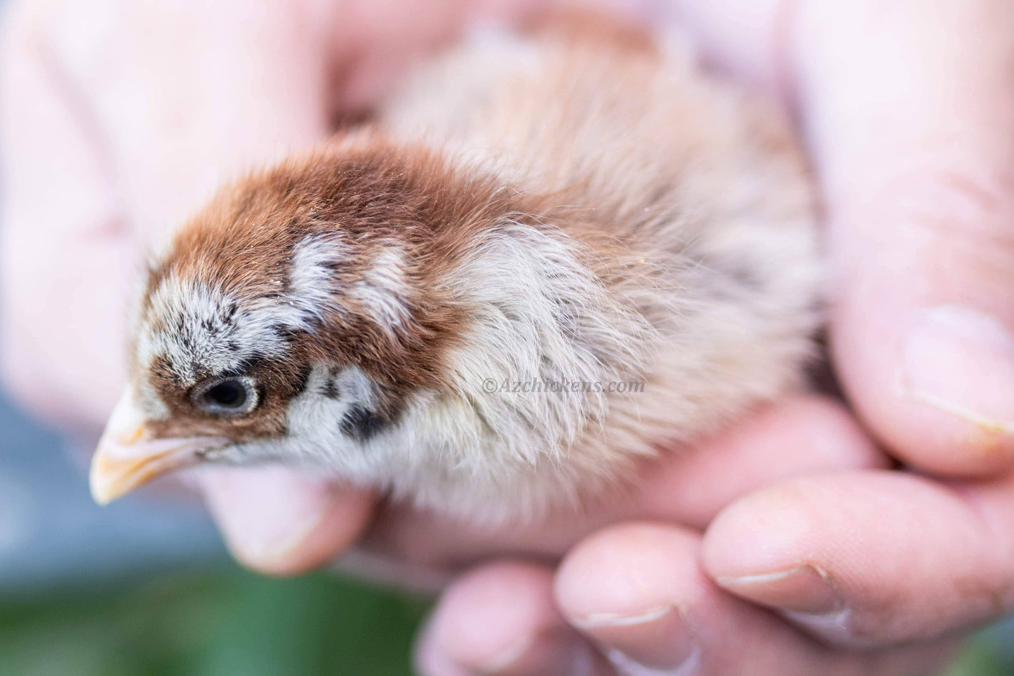 Easter Egger Chicks – Buy 10 + 5 Bonus Free (15 All-Female, Shipping Included