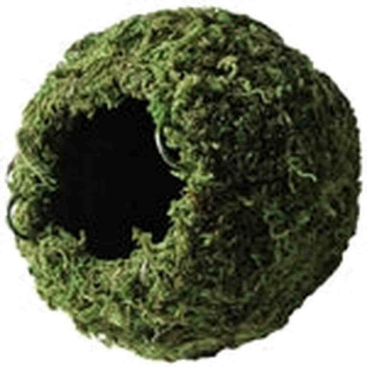Galapagos Mossy Cave Green 4" Diameter Galapagos