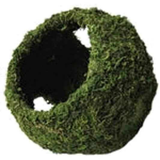 Galapagos Mossy Cave Green w/ Holes 8" Galapagos