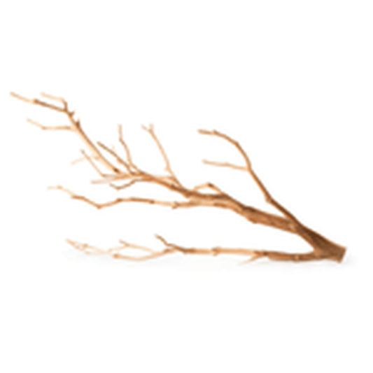Galapagos Staghorn Branch 13"-18" Galapagos
