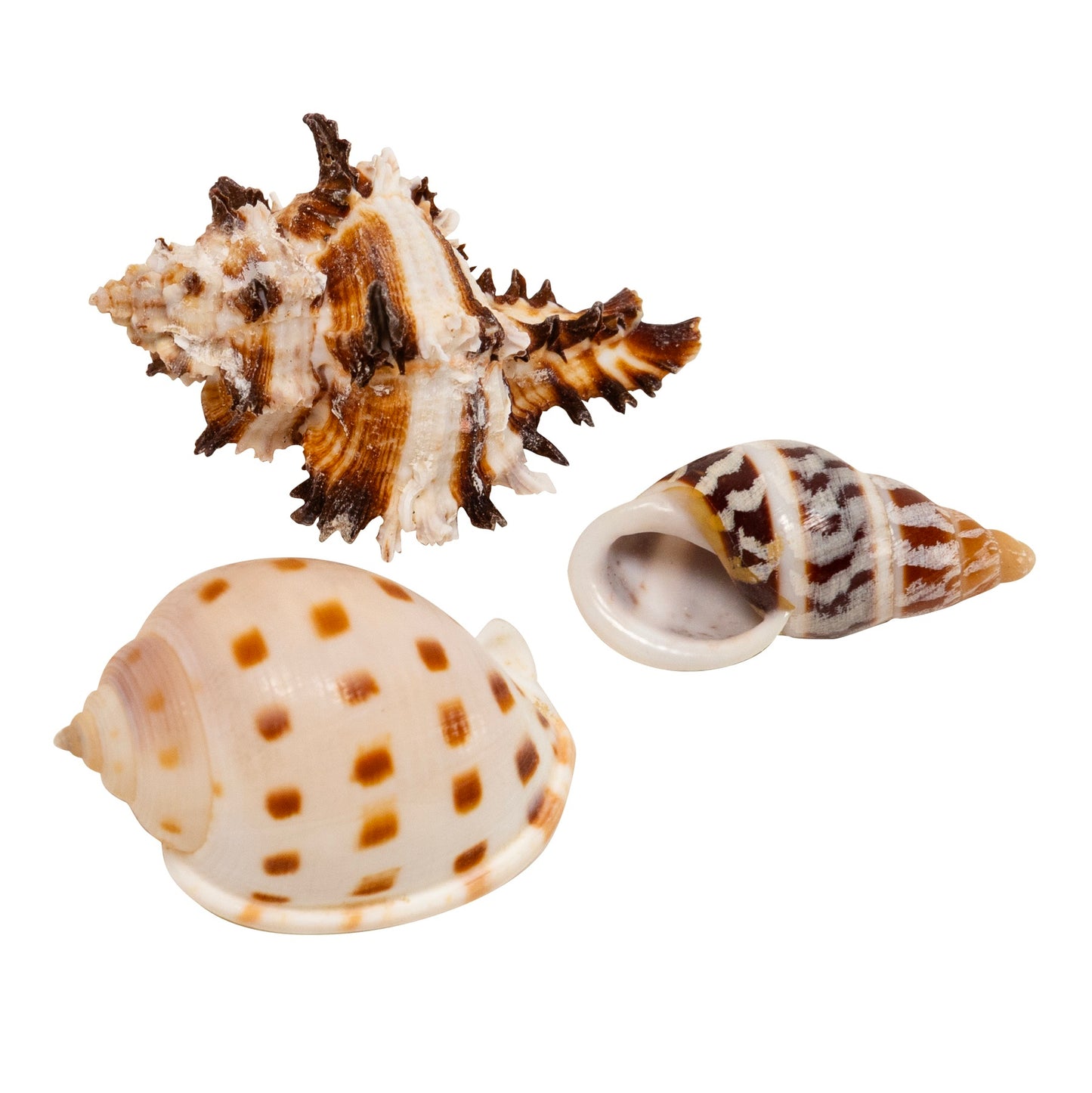 Zoo Med Hermit Crab Growth Shell Zoo-Med