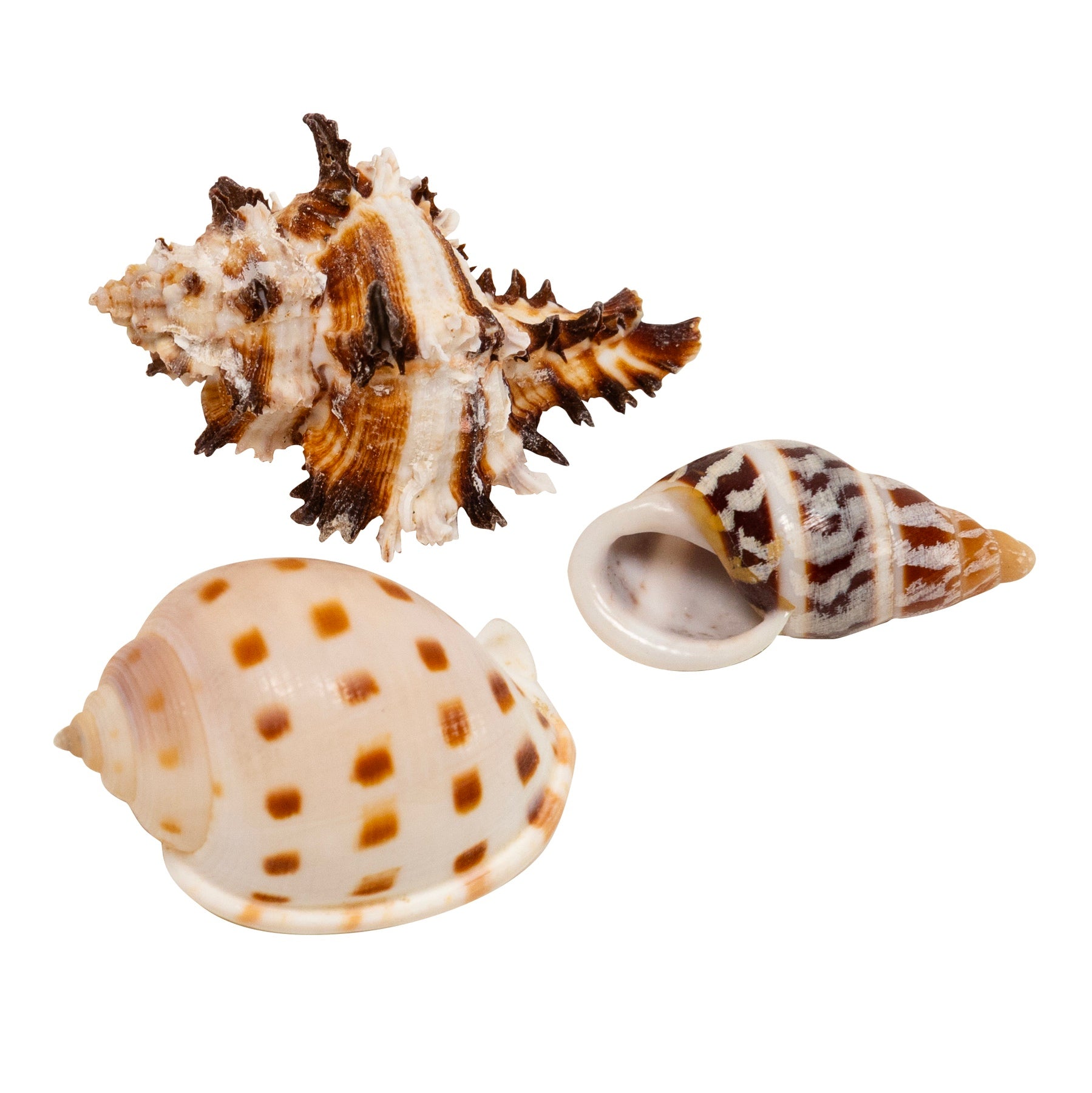 Zoo Med Hermit Crab Growth Shell Zoo-Med
