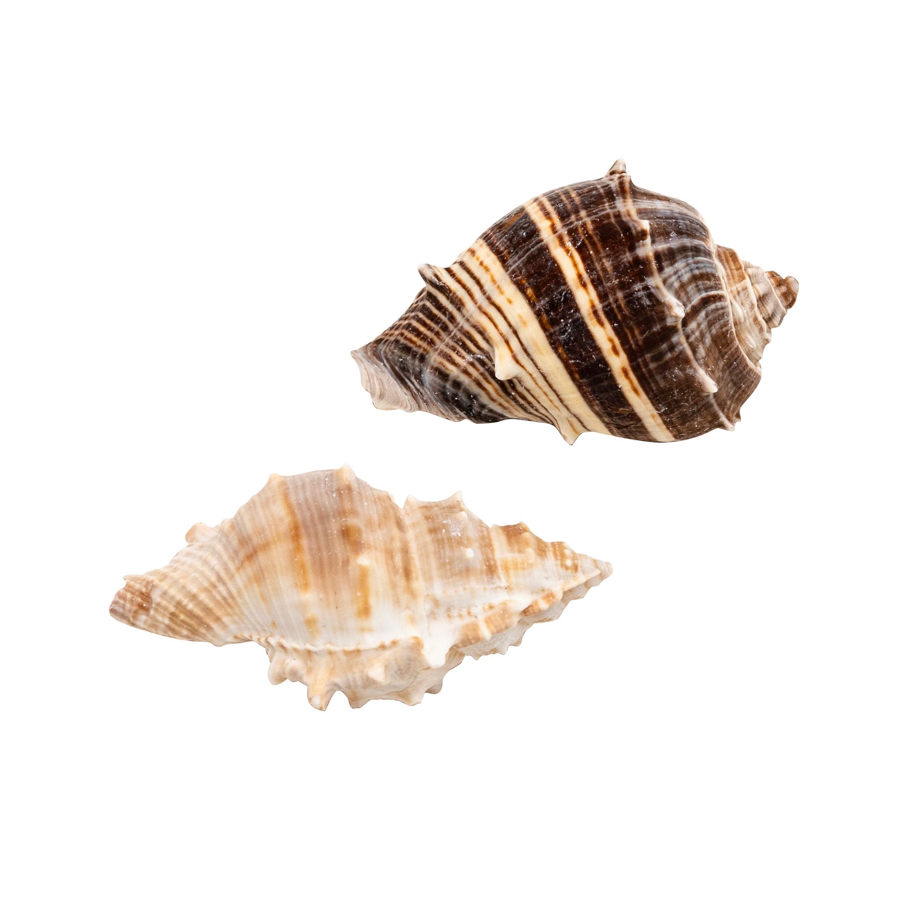 Zoo Med Hermit Crab Growth Shell Zoo-Med