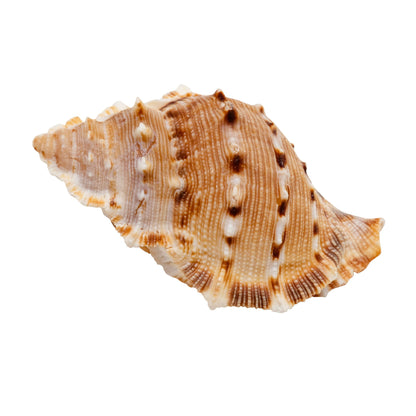 Zoo Med Hermit Crab Growth Shell Zoo-Med