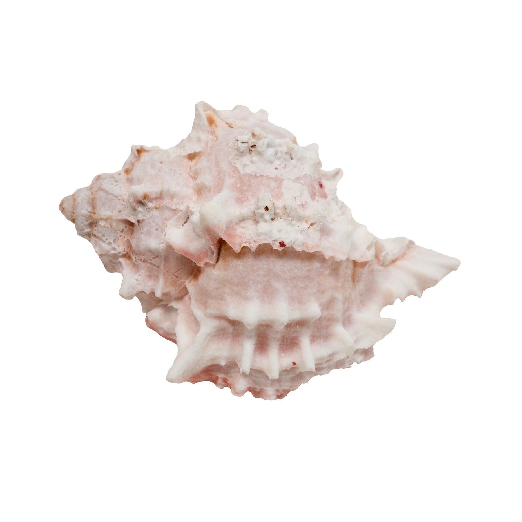 Zoo Med Hermit Crab Growth Shell Zoo-Med