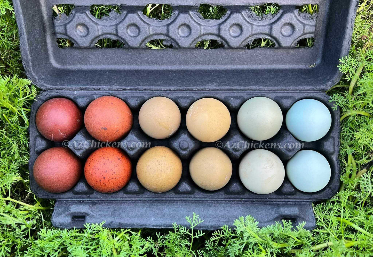 Rainbow Egg Assortment – Buy 10 + 5 Bonus Free (15 All-Female, Shipping Included