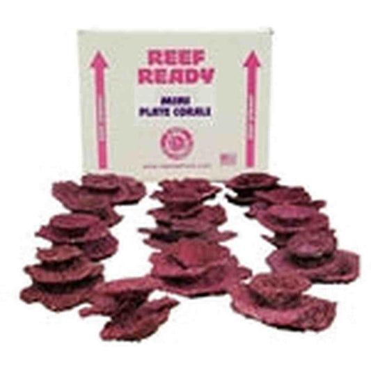 Real Reef Rock Mini Plate Corals 10 PCS Real Reef