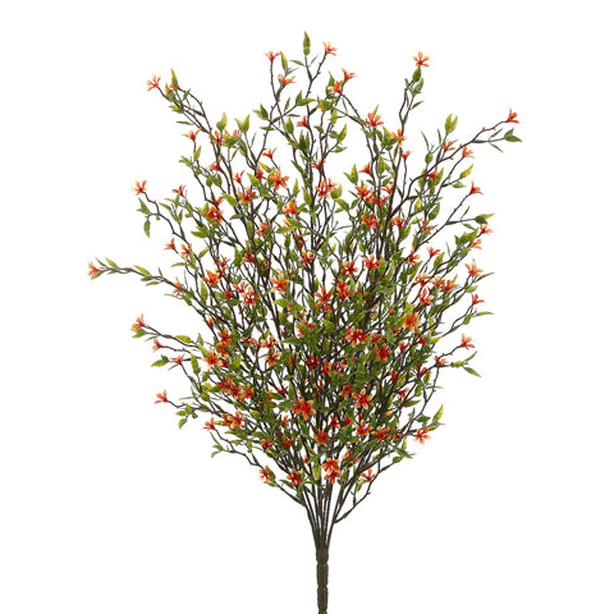 Tideline Naturescapes 20" Wild Starflower Bush Orange