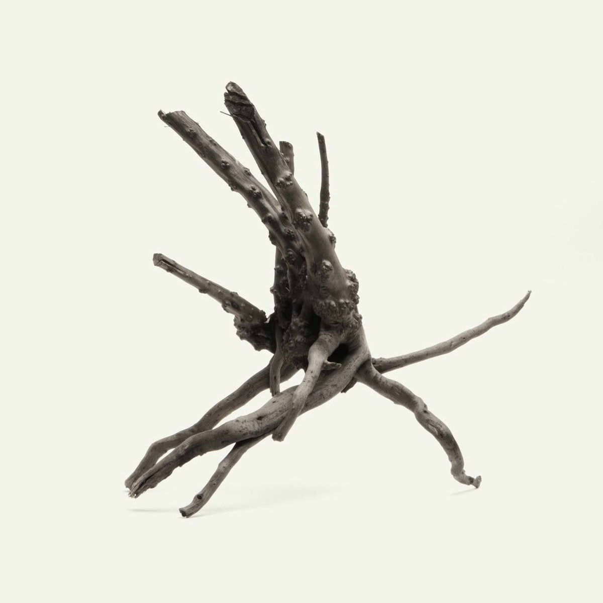 Tideline Naturescapes Black Spider Wood Tideline
