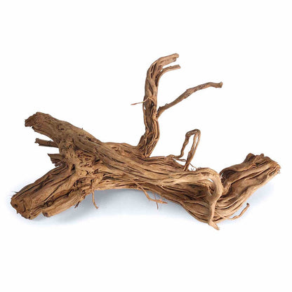 Tideline Naturescapes Dragon Root Tideline
