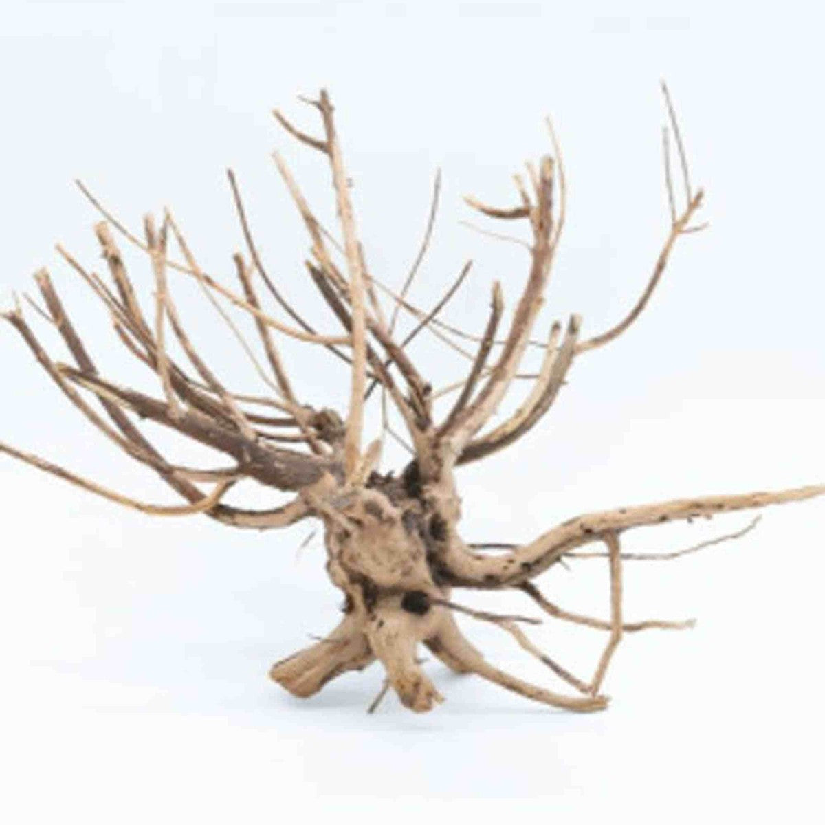 Tideline Naturescapes Pine Root Tideline