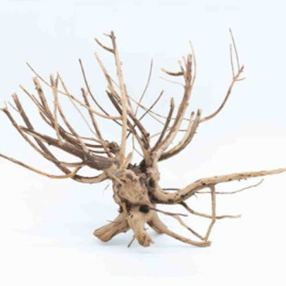 Tideline Naturescapes Pine Root Tideline