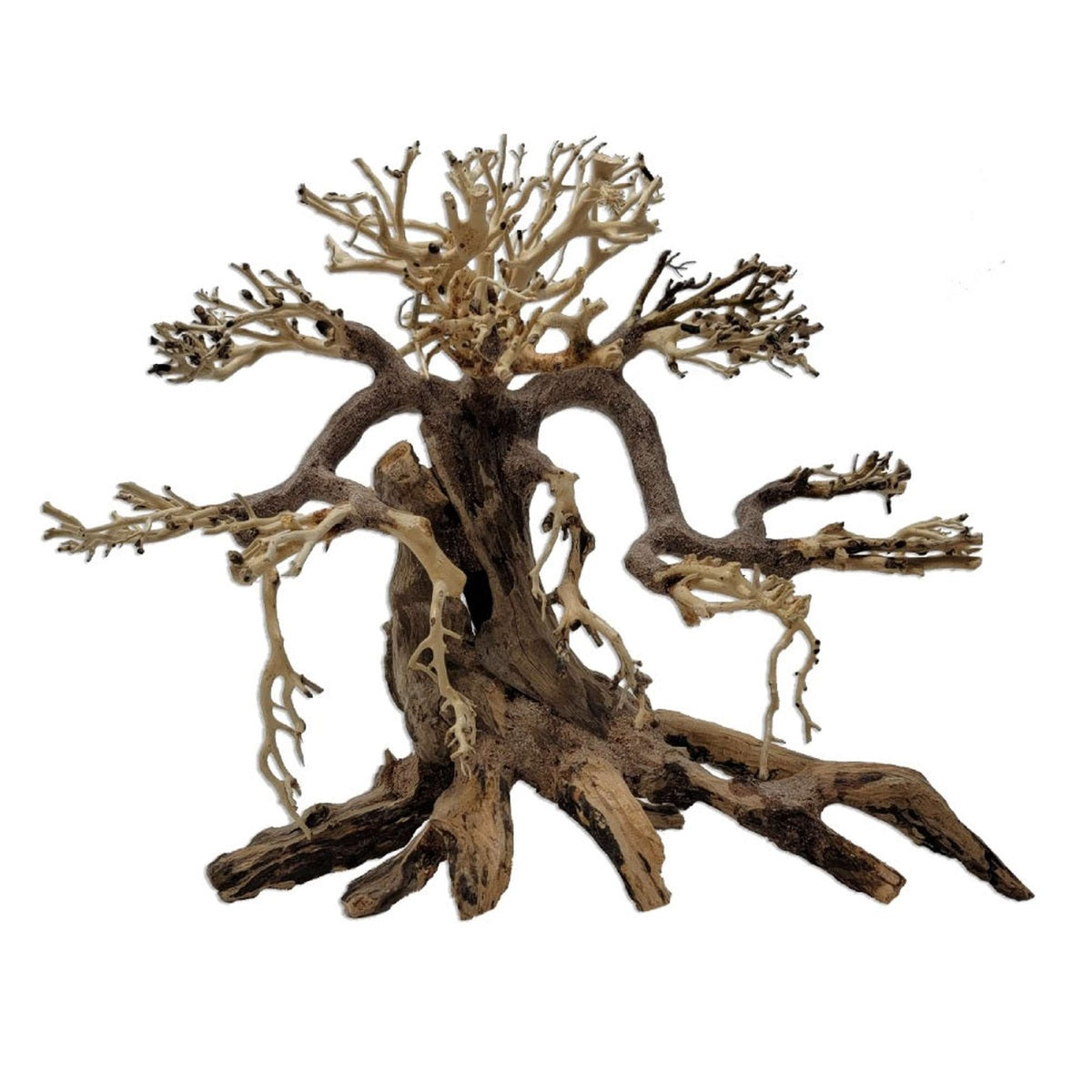 Tideline Naturescapes Savanna Bonsai Tideline