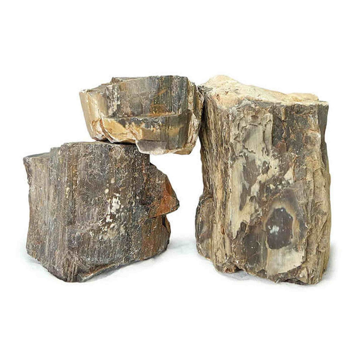 Tideline Naturescapes Wooden Fossil Stone Petrified Wood Stone