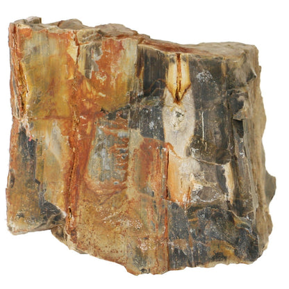 Tideline Naturescapes Wooden Fossil Stone Petrified Wood Stone