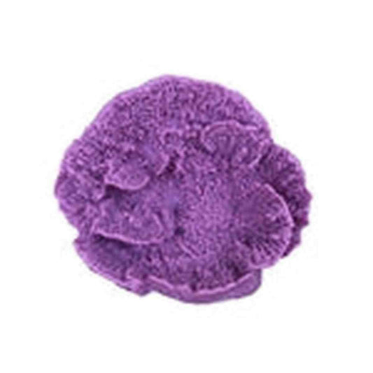 Weco Capricornis Lavendar - Small Weco