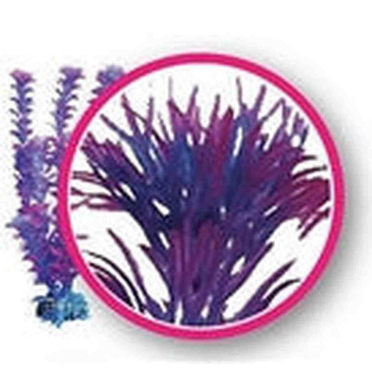 Weco Fuschia Fern 12" Dream Series Wonder Plants Weco