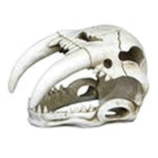 Weco Ornament Sabertooth Skull Weco
