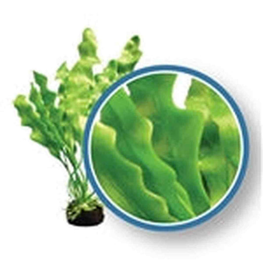 Weco Plant Amazon Ruffled Sword 9" Weco