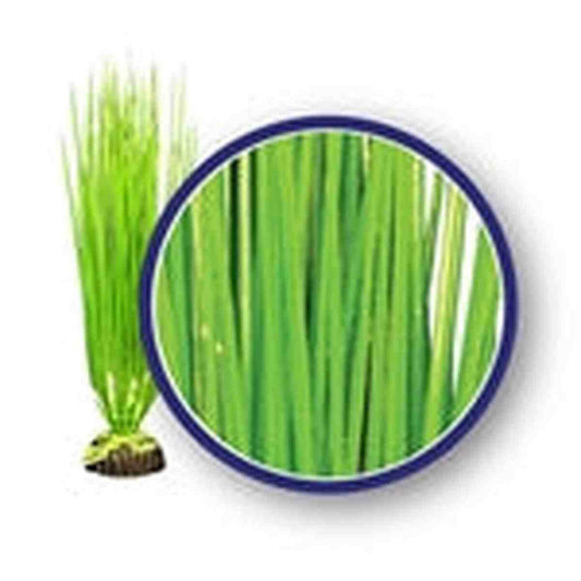 Weco Plant Asian Hairgrass 18" Weco