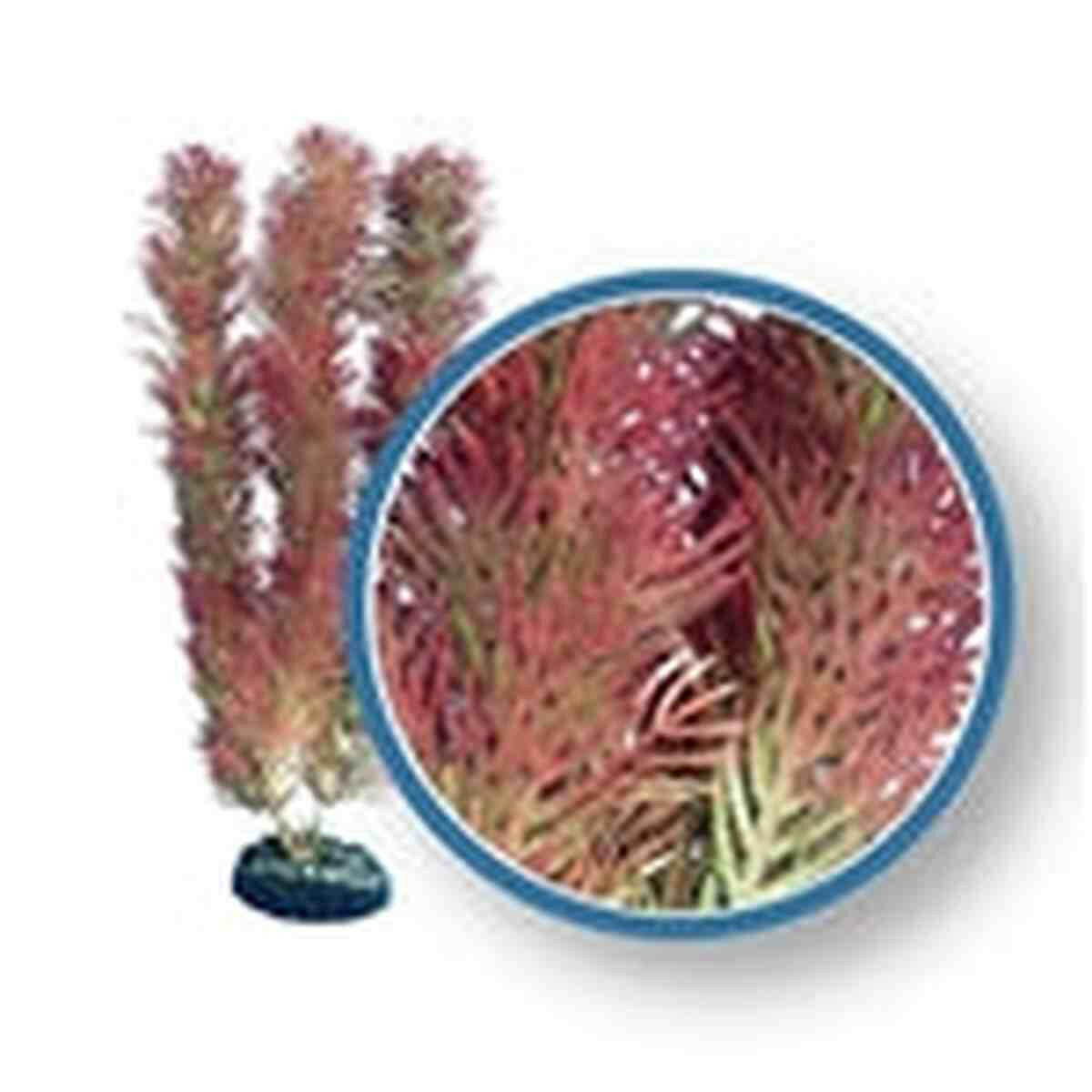 Weco Plant Red Cabomba 30" ~ PRO Weco
