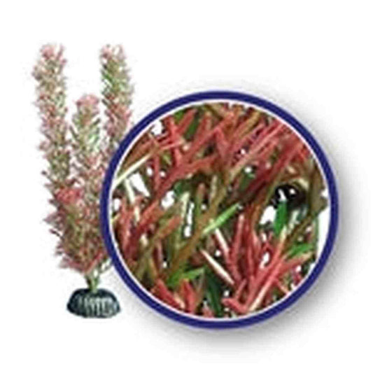 Weco Plant Red Foxtail 12" Weco