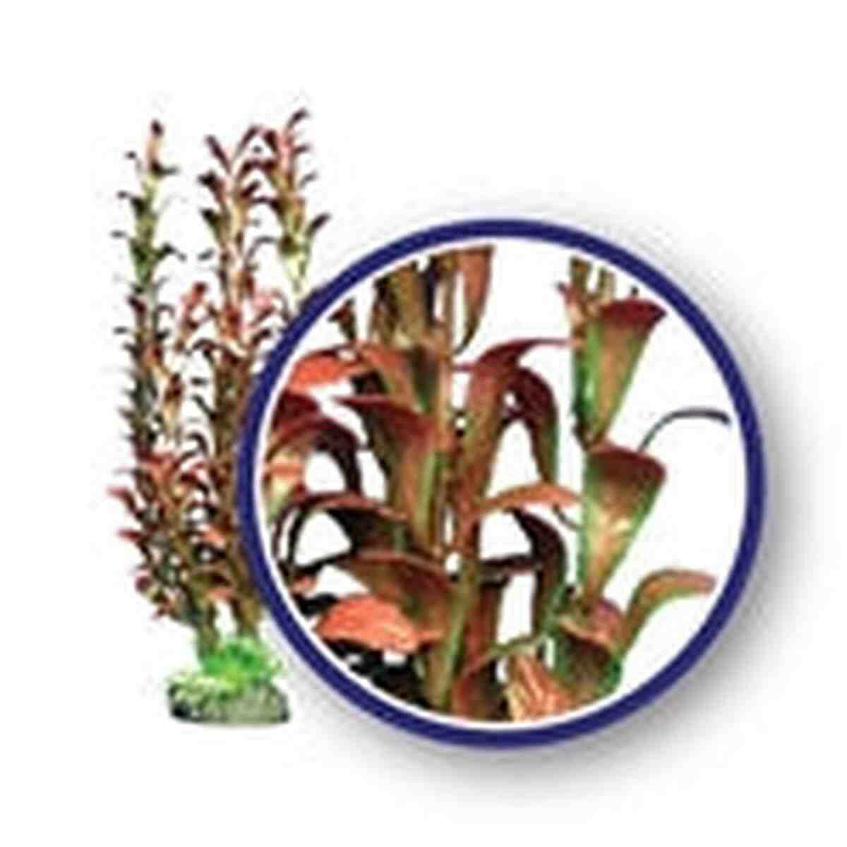 Weco Plant Red Hygrophilia 9" Weco