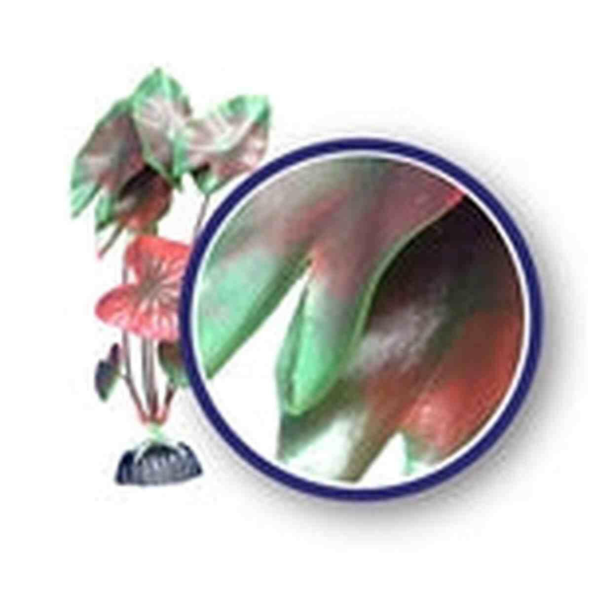 Weco Plant Red Tiger Lotus 9" Weco