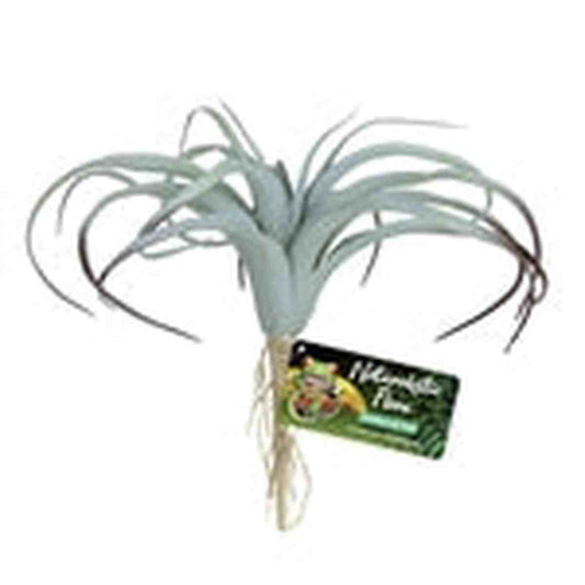 ZooMed Naturalistic Flora Tillandsia Air Plant ZooMed