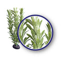 Weco Products Freshwater Series Anacharis Aquarium Plant