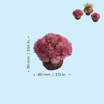 biOrb Coral Ball Set BiOrb