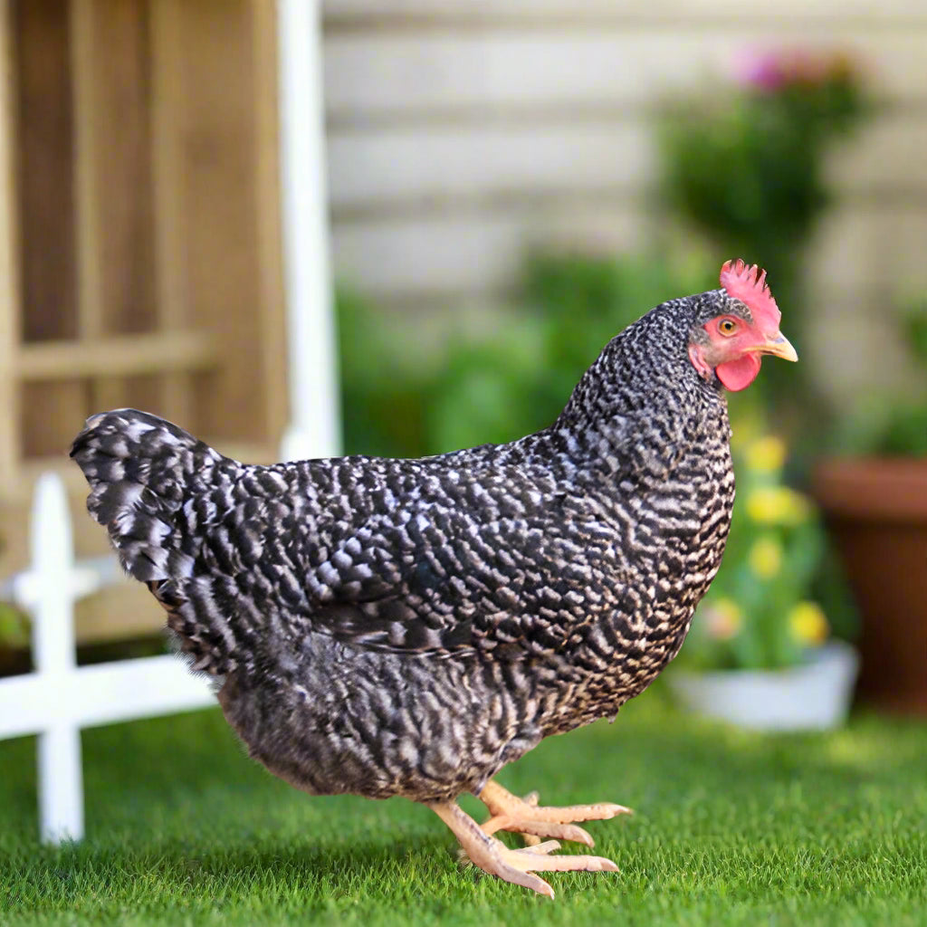 Barred Rock Chicks – Buy 10 + 5 Bonus Free (15 All-Female, Shipping Included