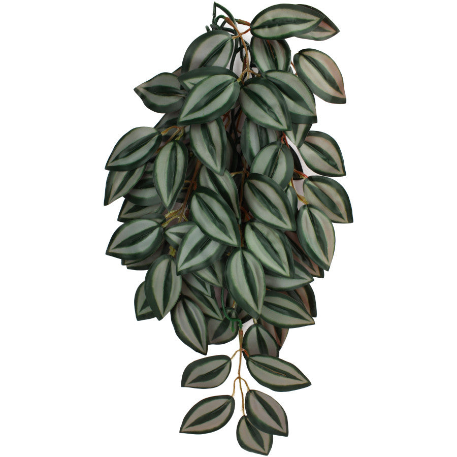 Komodo Zebrina Hanging Plant