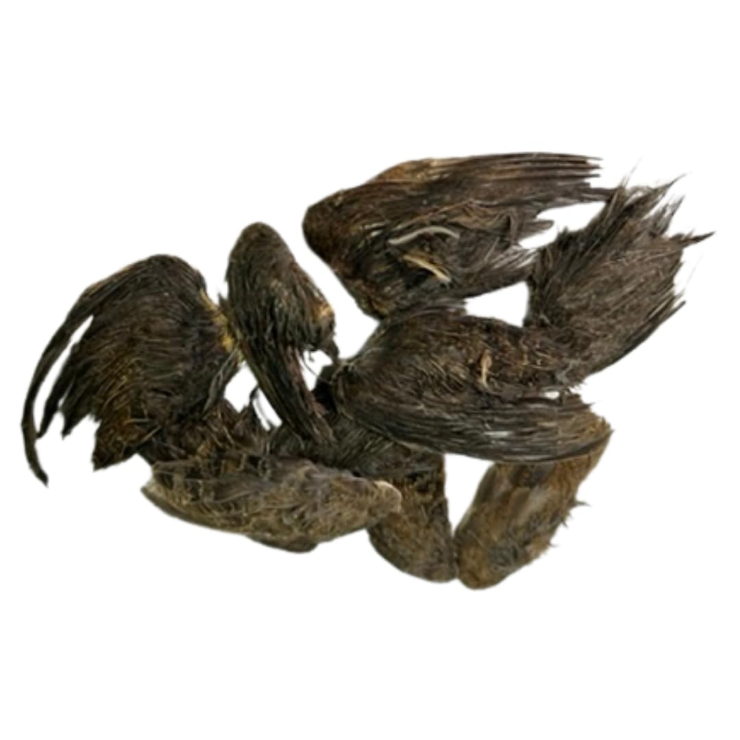 Undique Quail Wings for Dog Training, Small (10 Count