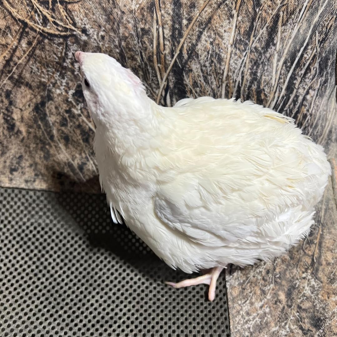 Jumbo White Coturnix Hatching Eggs - Premium Quail Eggs for Hatching - Perfect for Homesteaders, Breeders, Hobbyists - Freshly Collected for High Hatch Rates (Copy