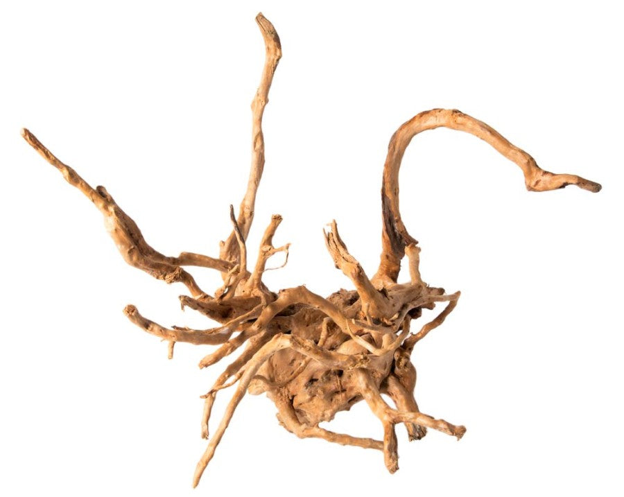 Galapagos Spider Wood root