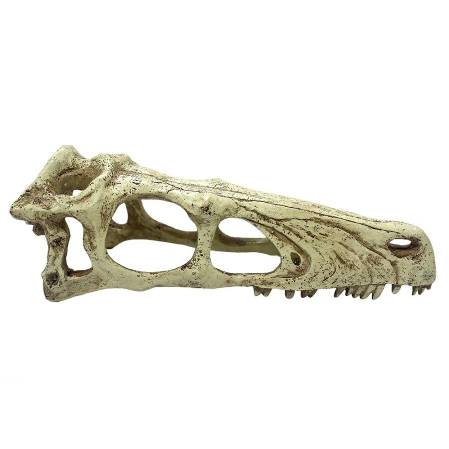 Komodo Raptor Skull Reptile Hideout