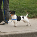 PetSafe Deluxe Easy Walk Steel Dog Harness
