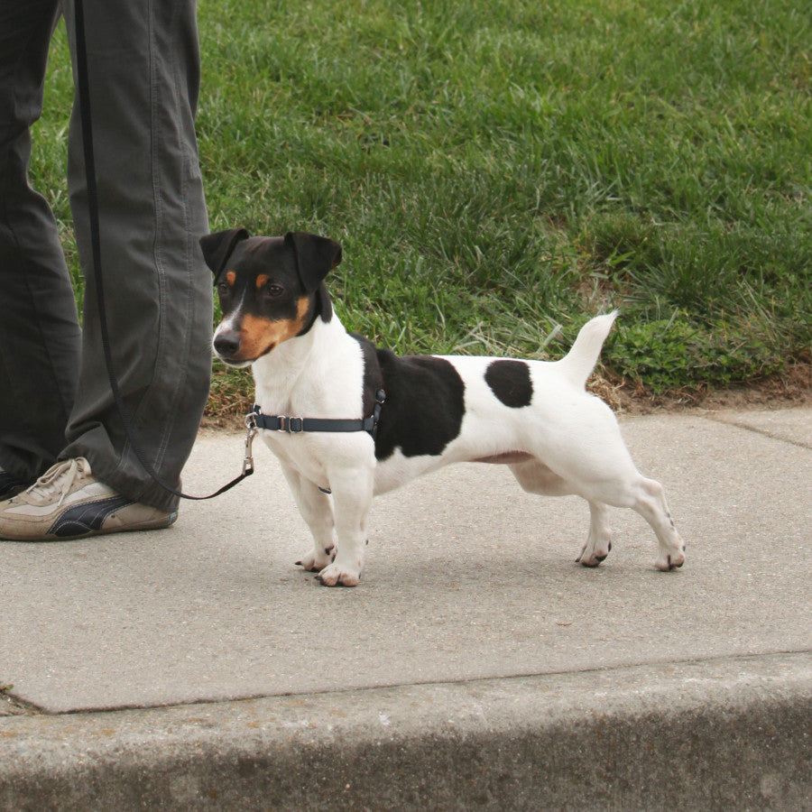 PetSafe Deluxe Easy Walk Steel Dog Harness