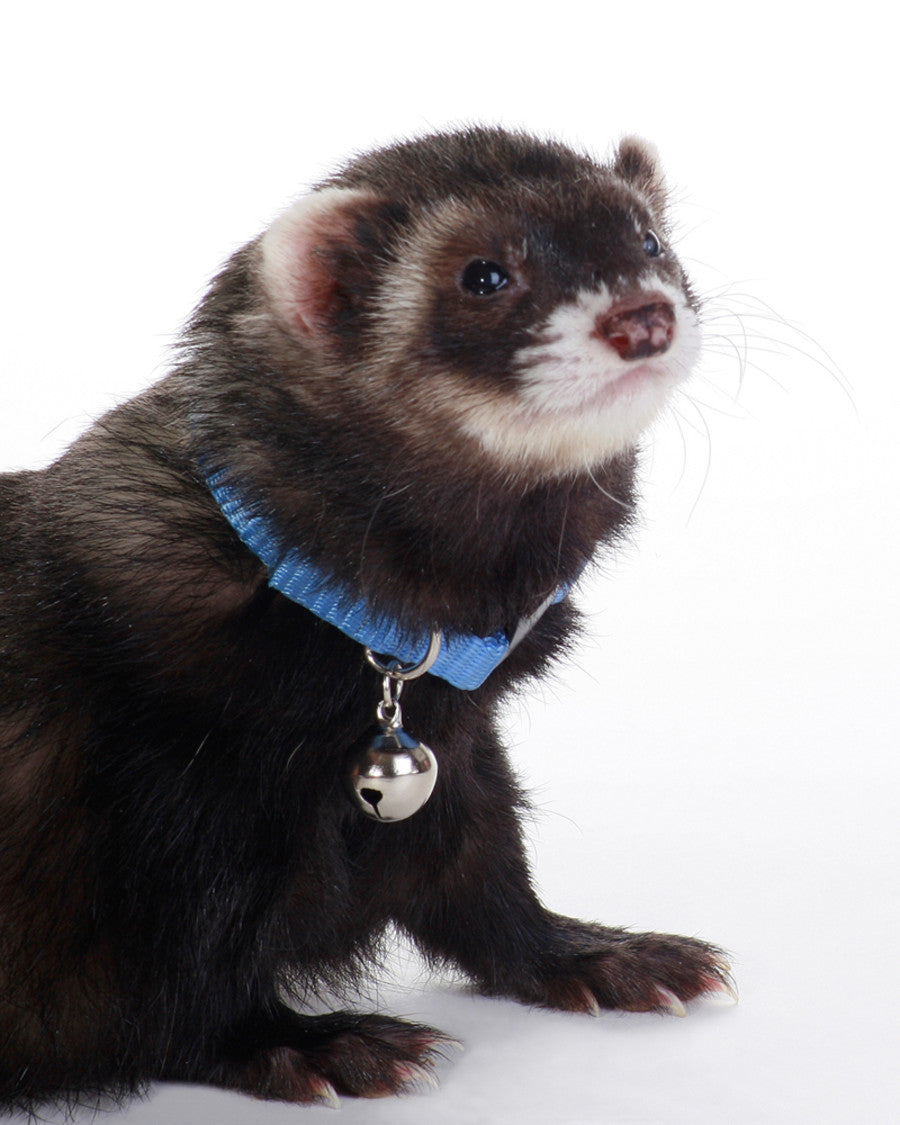 Marshall Pet Products Ferret Bell Collar