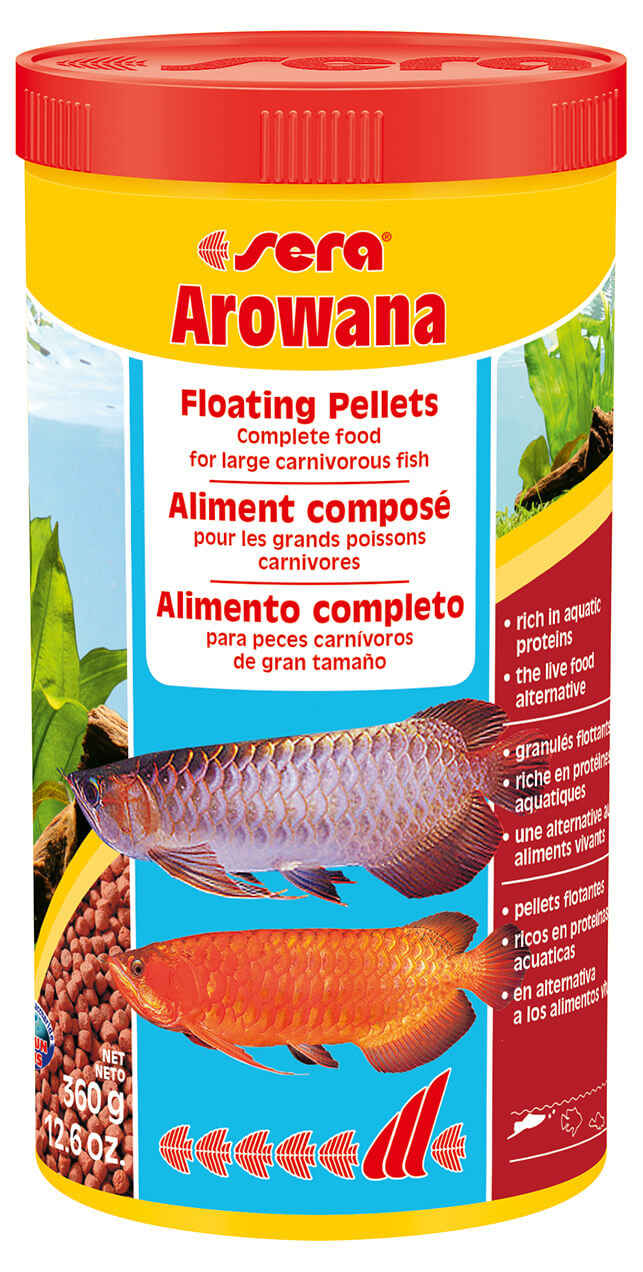 Sera Arowana
