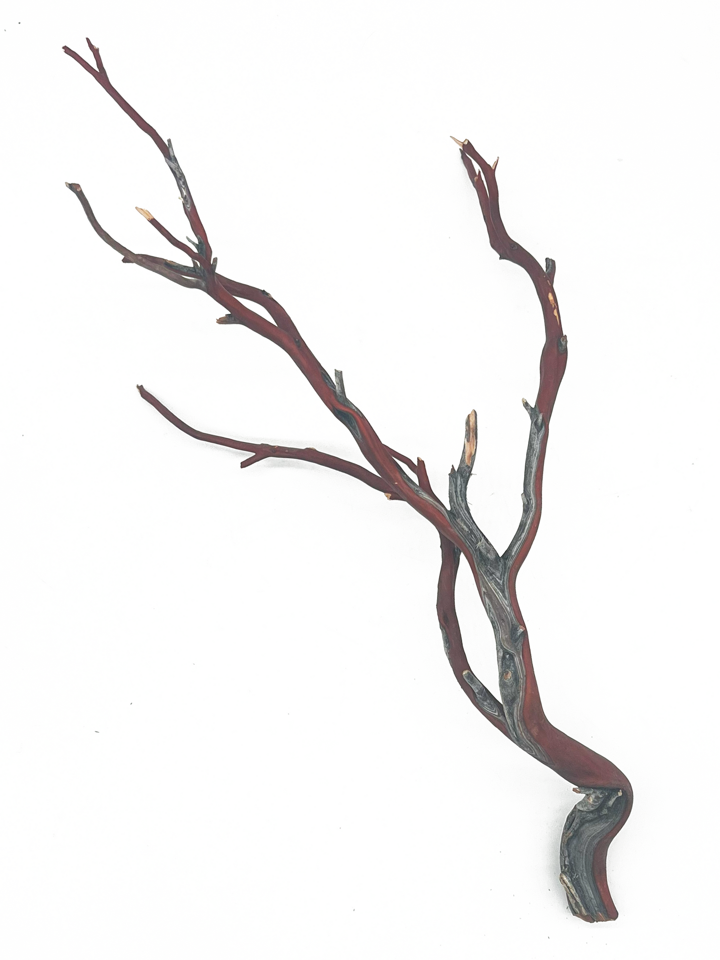 Tideline Naturescapes Naturescapes Exotic Manzanita 10-12"