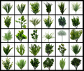 Tideline Naturescapes Essential Greens Plant