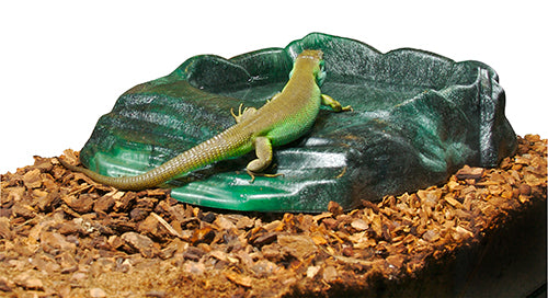 Zoo-Med Repti Ramp Terrarium Bowl Large