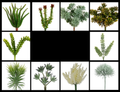 Tideline Naturescapes Naturescapes Essential Succulent Plant
