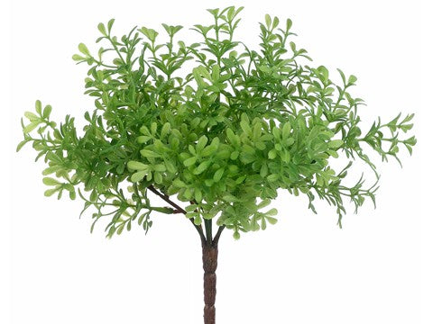 Tideline Naturescapes 8" Thyme Bush