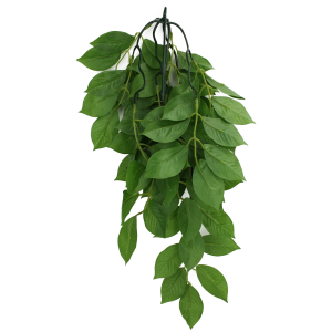 Komodo Green Leaf - Large