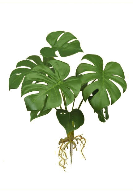 Tideline Naturescapes Split Philo Plant w/ Roots x