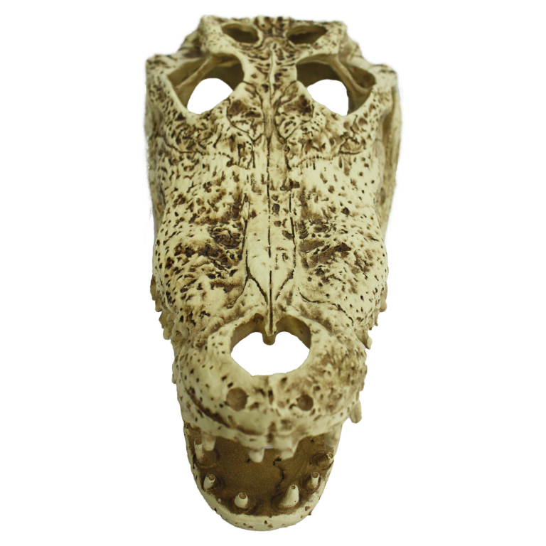 Komodo Alligator Skull
